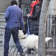 WalkingDogNewYork13dec_02.jpg