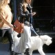 WalksDogandcoffee18oct_02.jpg