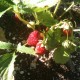 stawberries_from_my_garden.jpg