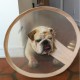 Poor_Lola.jpg